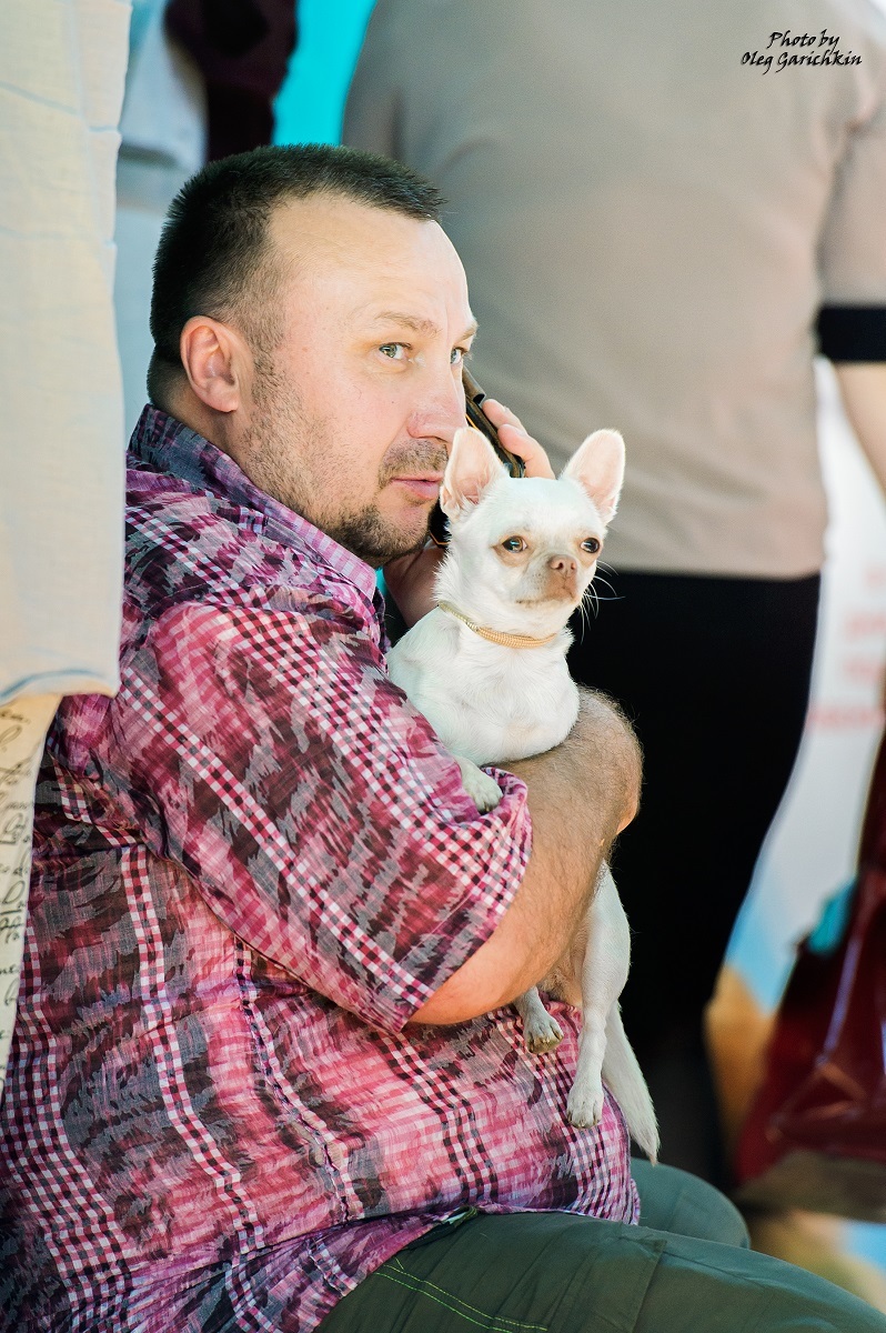 Another series of reportage pictures from dog shows that took place in the South of Russia in 2018, pleasant viewing))) - My, Dog, Dogs and people, Exhibition, Dog show, Animals, Pets, Animalistics, The photo, Longpost