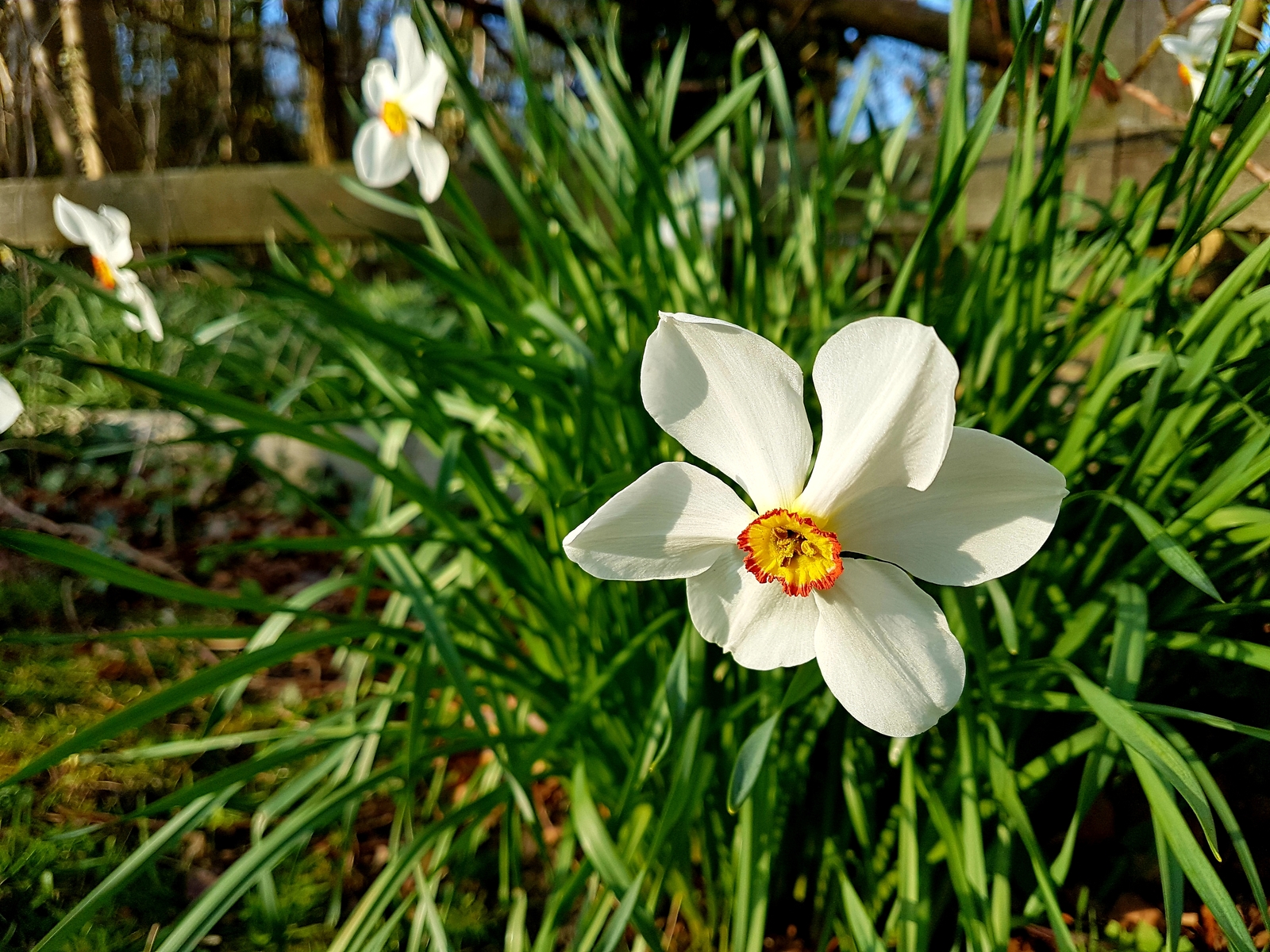 Spring in England - My, Spring, England, Flowers, Oxford, Longpost, The photo