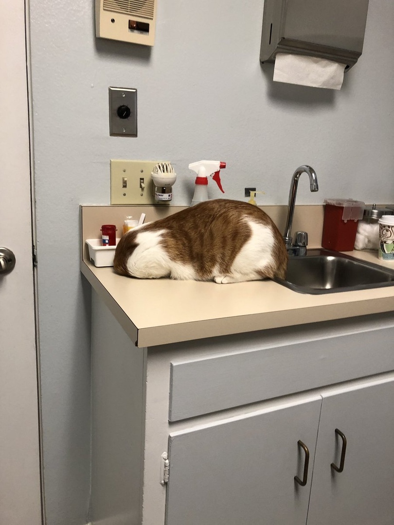 The cat thinks it's a good idea to hide from the vet in this garbage hole. - cat, Vet, Pets, Longpost