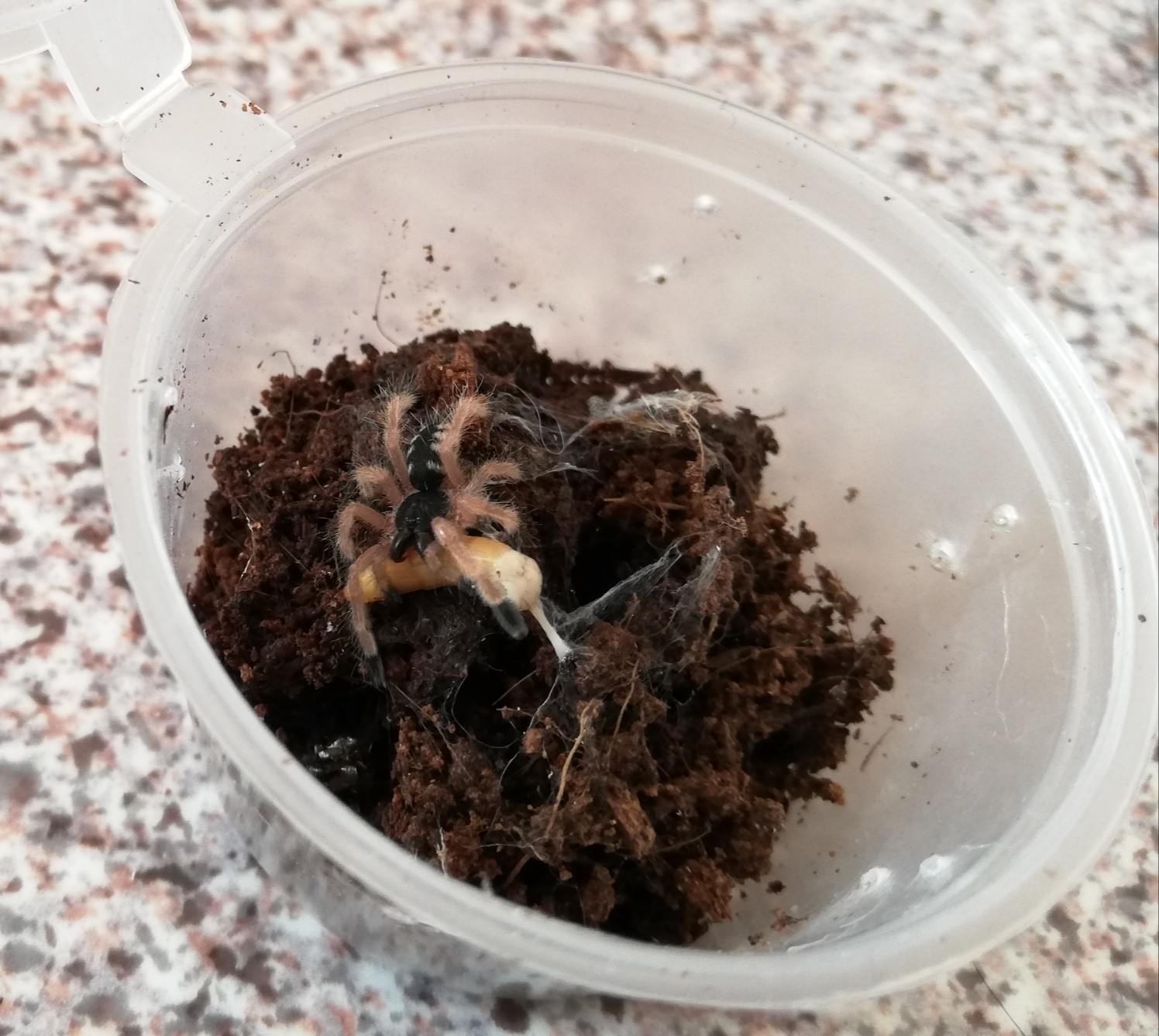 Feeding tarantulas - My, Hobby, Bird spiders, Video, Longpost, Spider, Arachnophobia