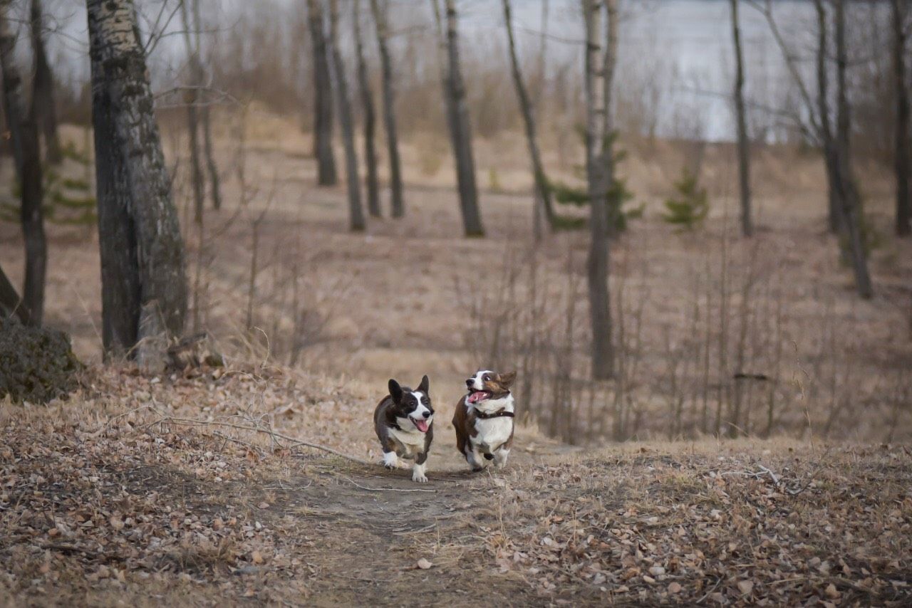 Spring cardigans - My, Dog, Corgi, Walk, Longpost