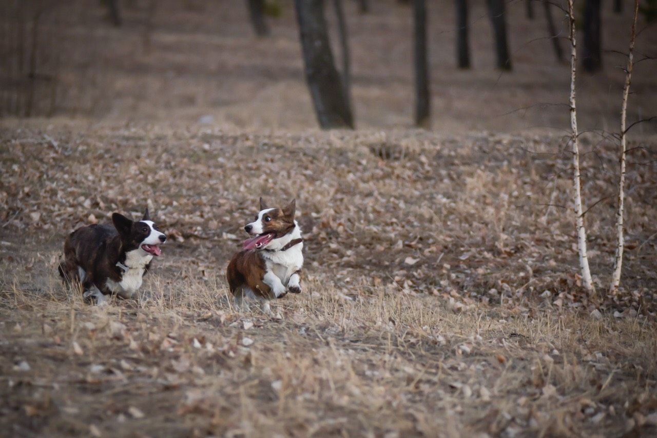 Spring cardigans - My, Dog, Corgi, Walk, Longpost