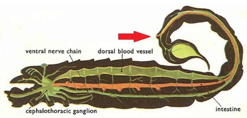 Yes, it's just a complete f..pa! in the animal world - Biology, Facts, Longpost, Sea cucumber