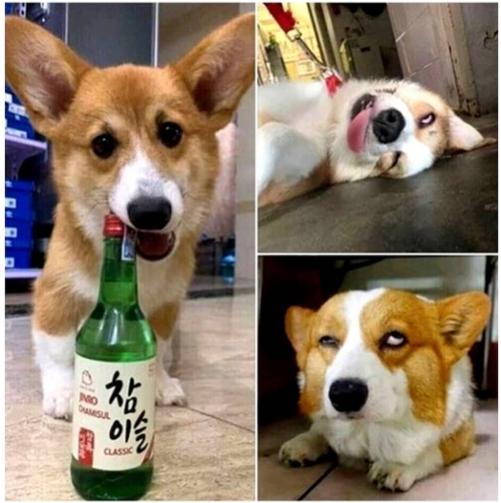 Drinking corgi - grief in the family. - Corgi, Dog