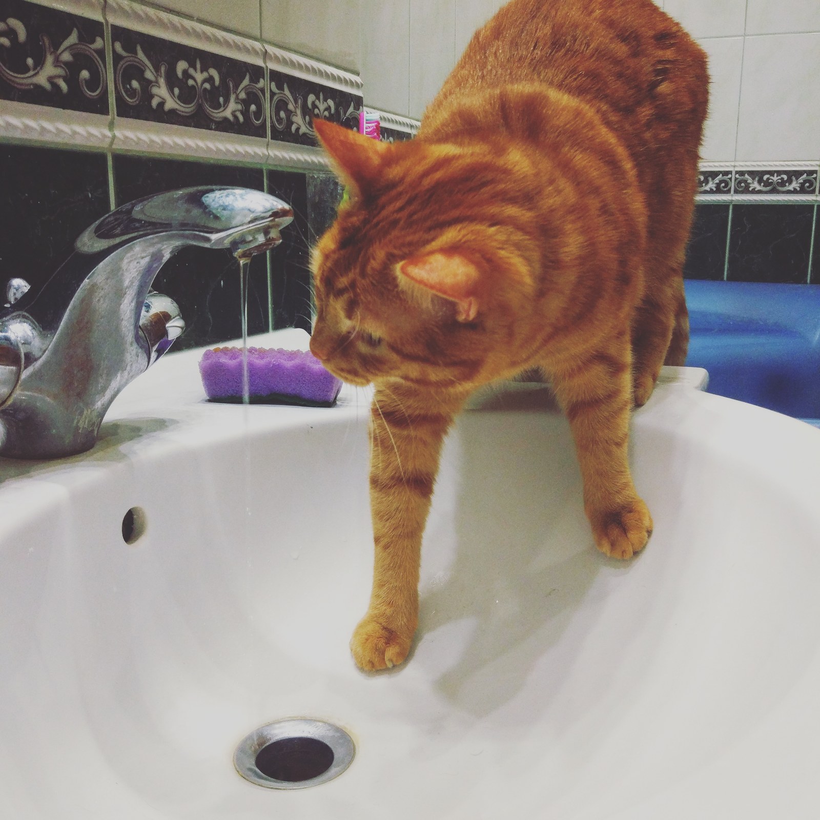 Insolent redhead ass - My, cat, Impudent muzzle, Longpost, Pets, Impudence