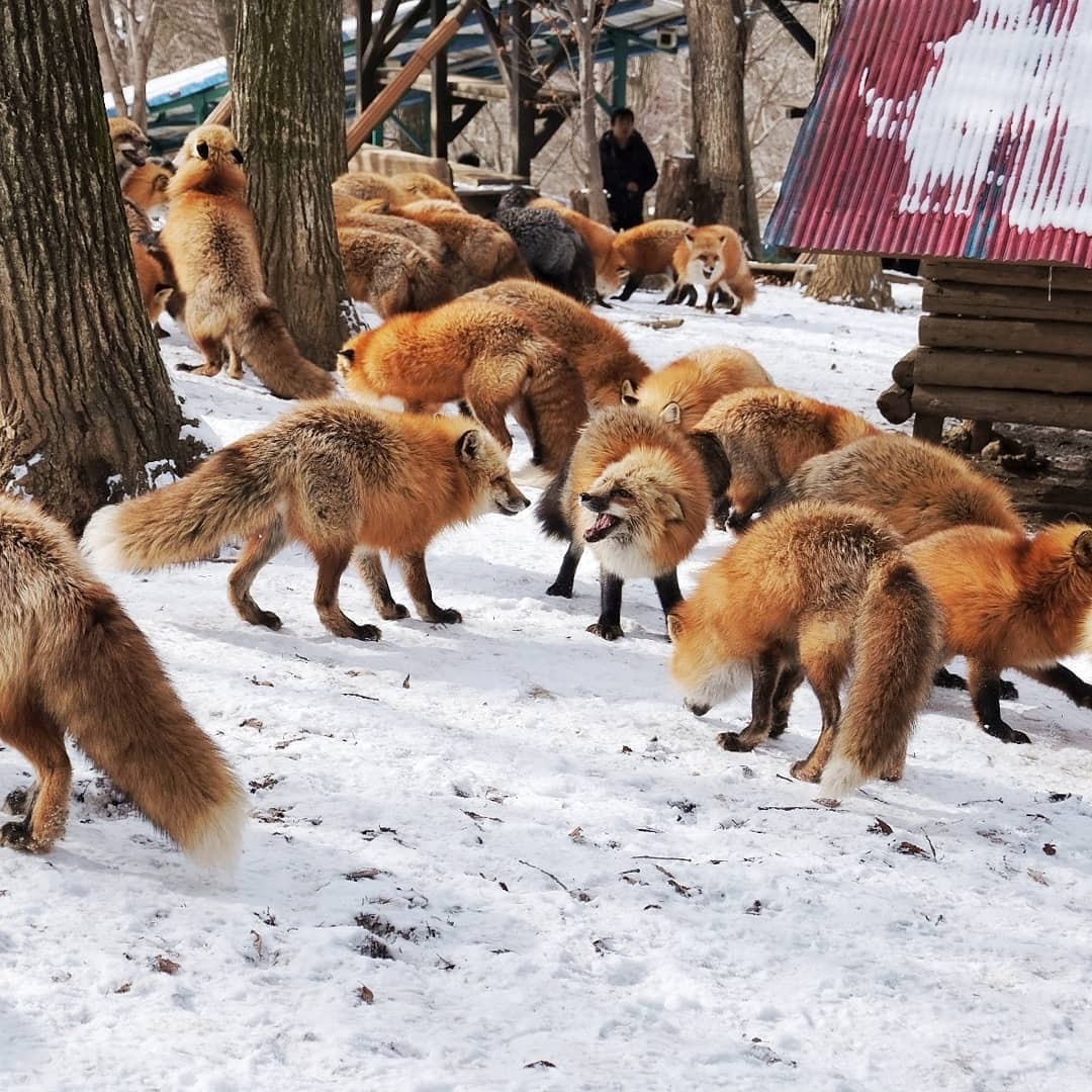 Третий пак лисичек - Фотография, Лиса, Фыр, Длиннопост, Мило, Милота