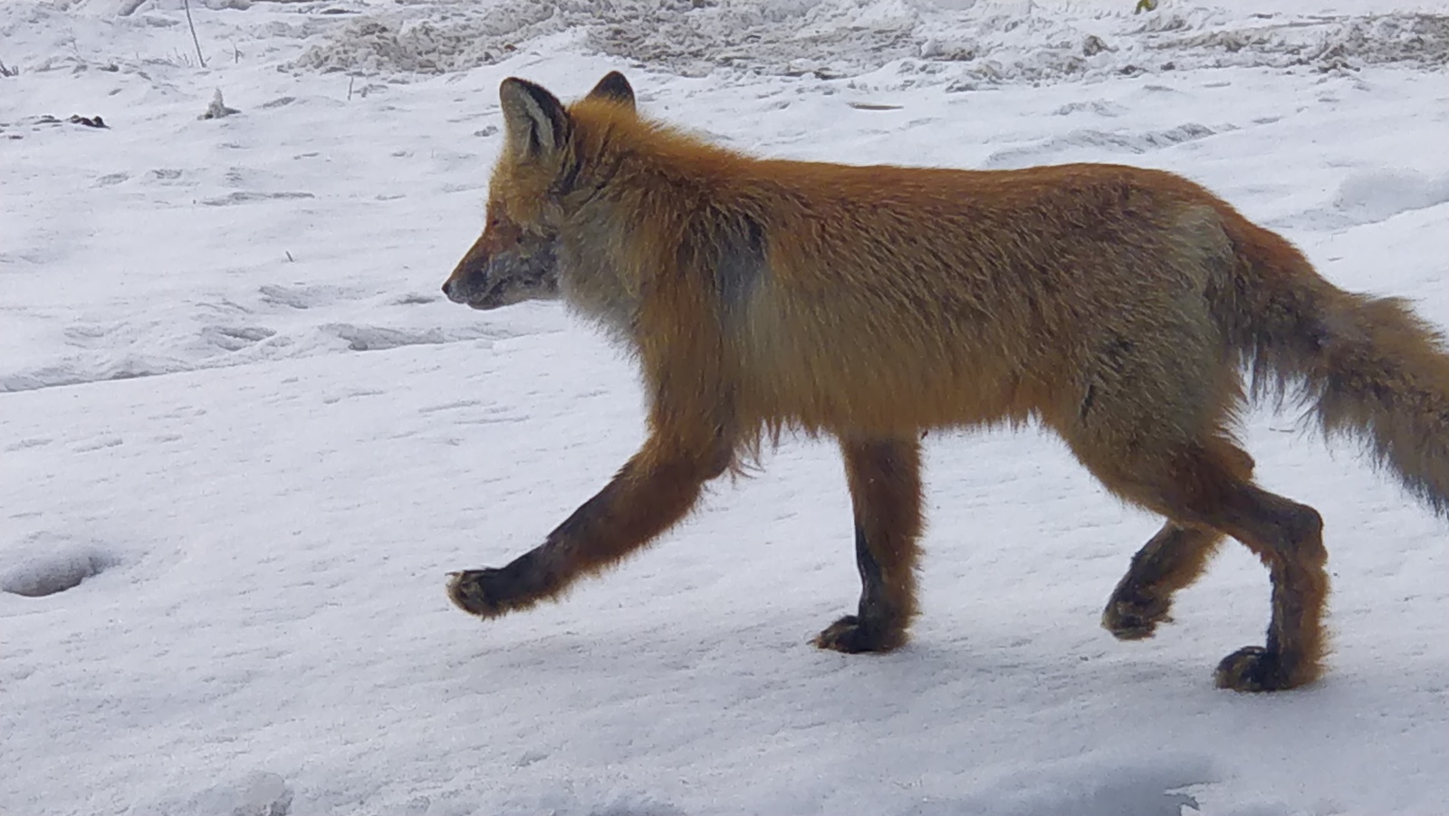 forest miracle - My, Fox, Animals, Nature, Longpost