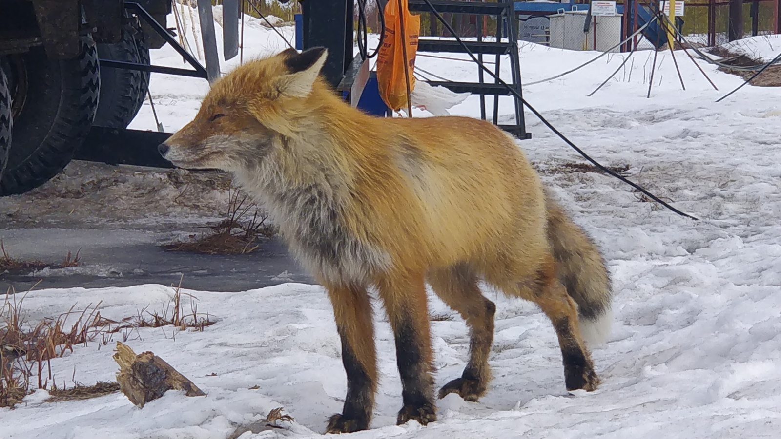 forest miracle - My, Fox, Animals, Nature, Longpost