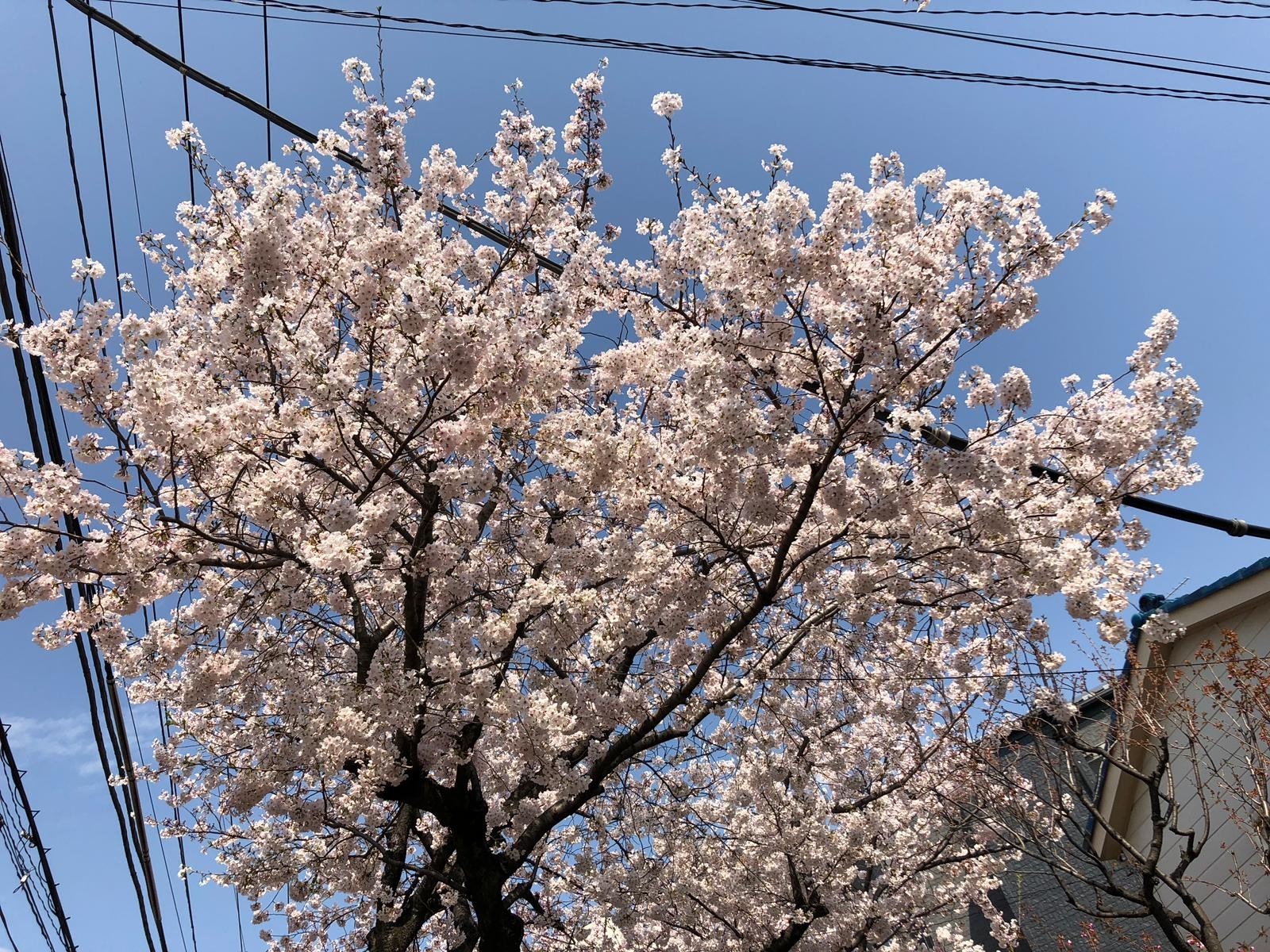 Japan.Spring.Sakura. - Дальний Восток, Spring, Longpost