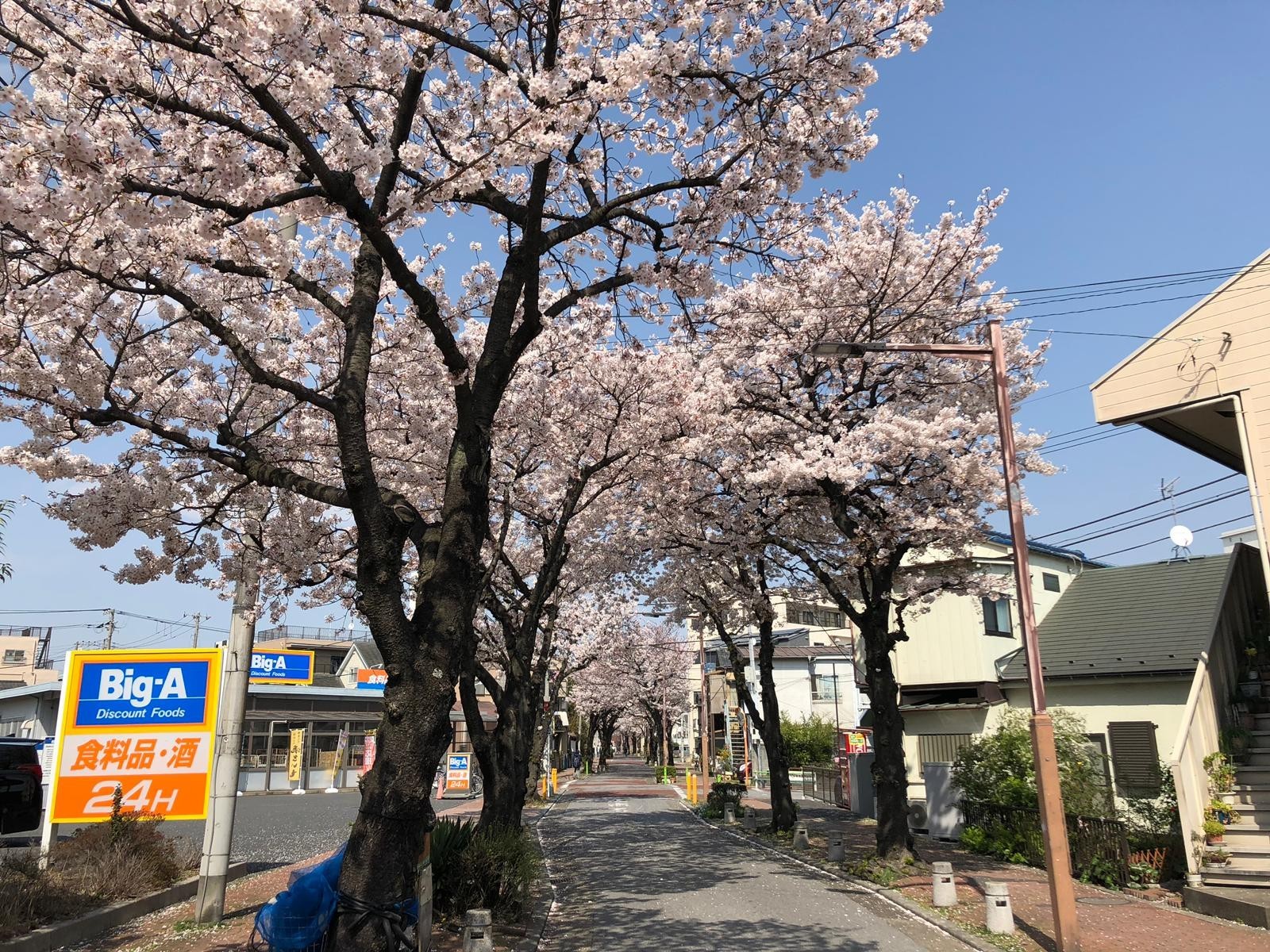 Japan.Spring.Sakura. - Дальний Восток, Spring, Longpost