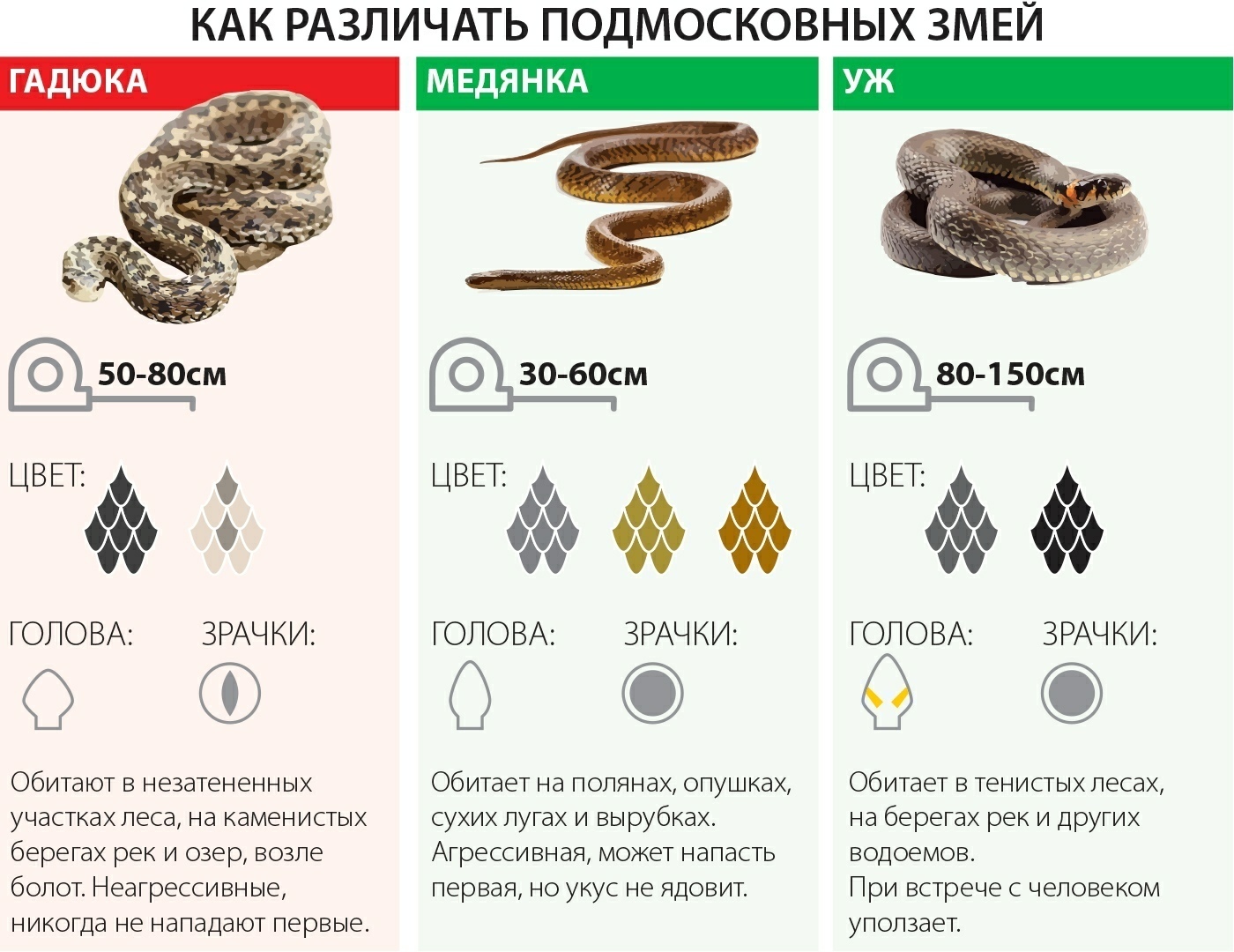 How to distinguish snakes near Moscow - Snake, Memo, Already, Black Viper, Verdigris