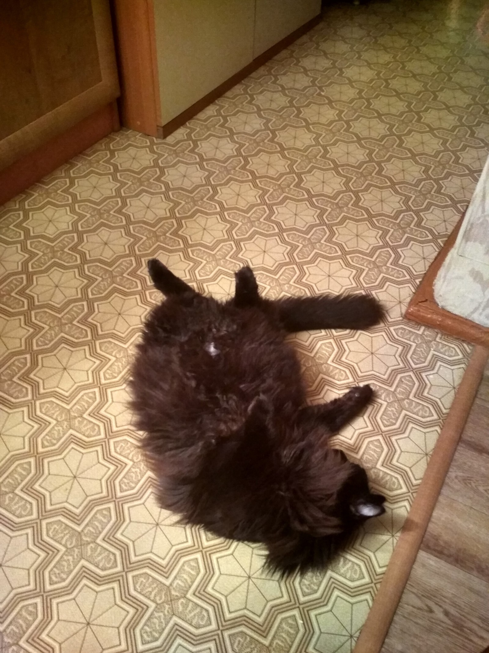 The cat is resting - My, cat, Fluffy, Upside down with your paws, Longpost