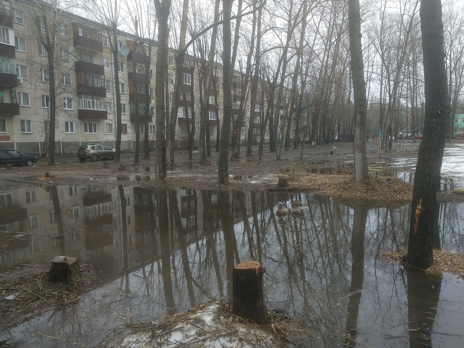 Spring in Kazan - My, Spring, Puddle, Check for attentiveness, Mallard duck