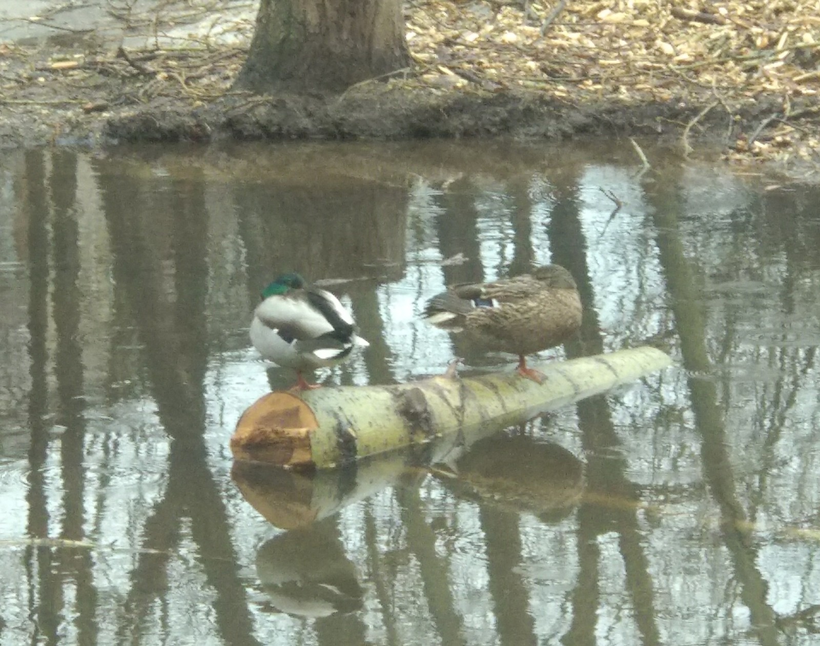 Spring in Kazan - My, Spring, Puddle, Check for attentiveness, Mallard duck