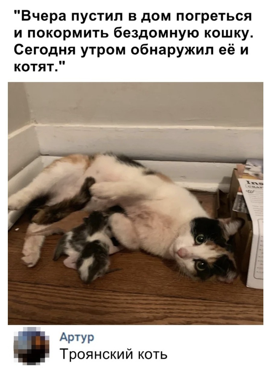 Коть с подвохом | Пикабу