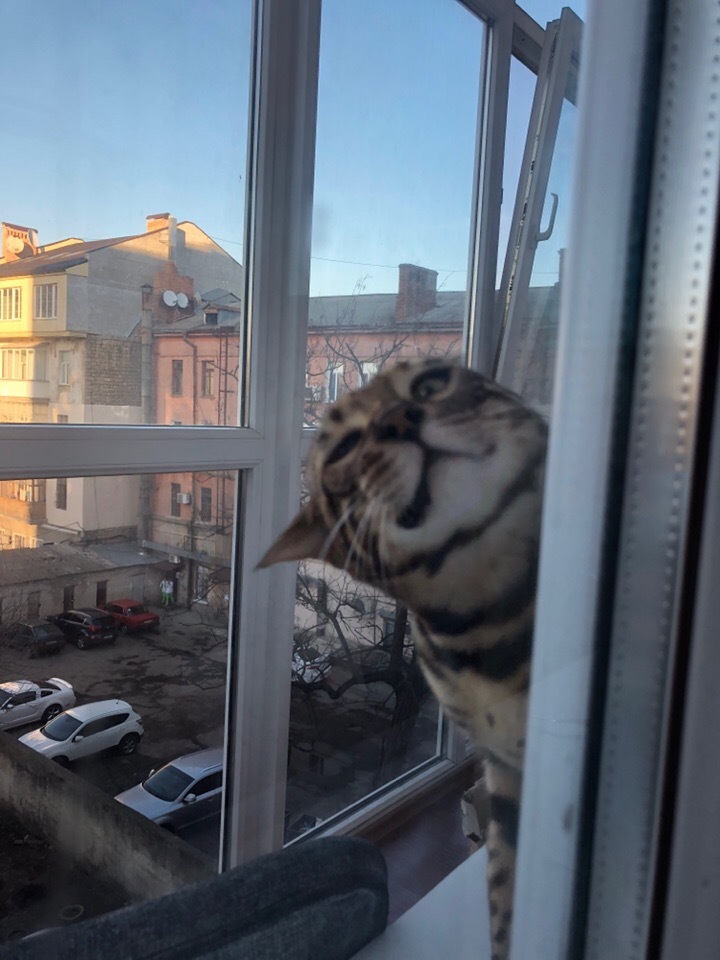 We all take funny pictures from time to time. Here are a couple of mine. - My, cat, The photo, Photo hitch, Fotozhaba, Not photoshop, Funny photo, Bengal cat, Humor, Longpost