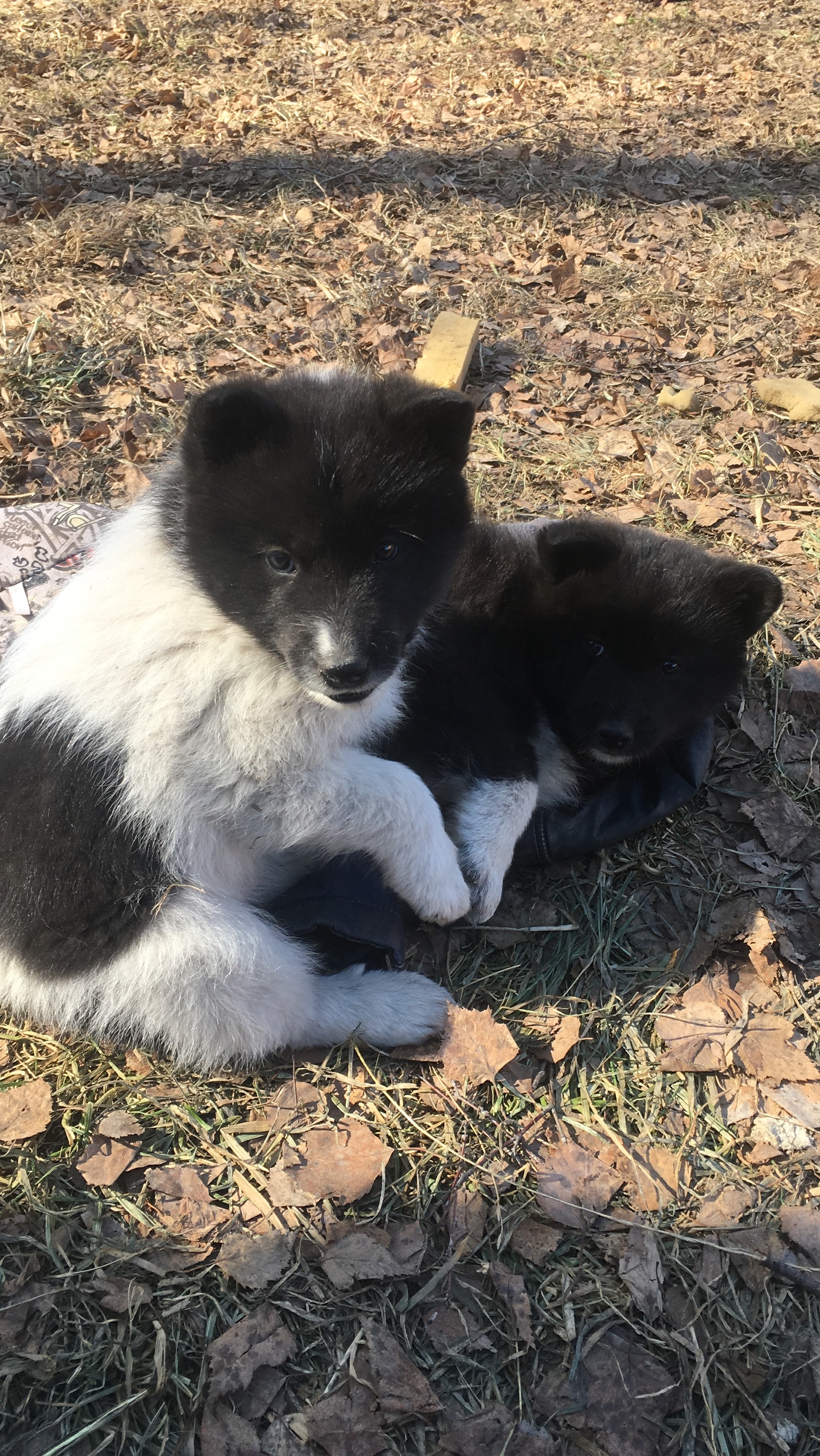 Barbosiki doggies - My, Samoyed, Puppies, Mestizo, Longpost, Dog