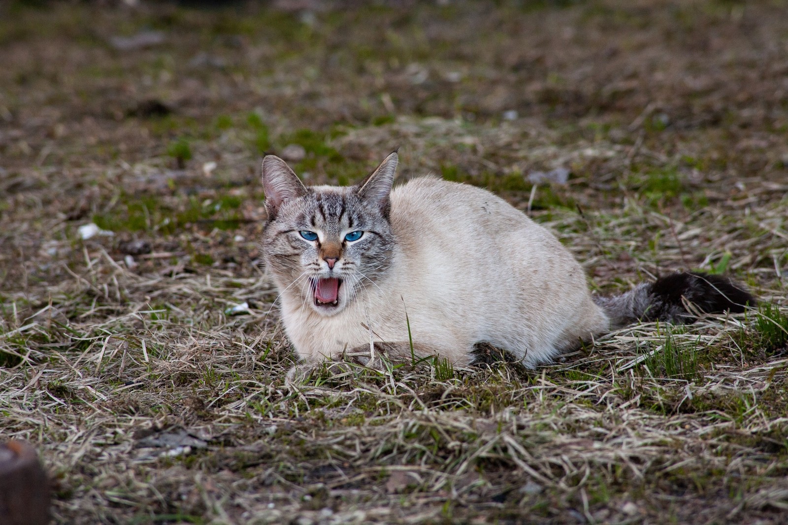 Cat - My, cat, The photo, Walk