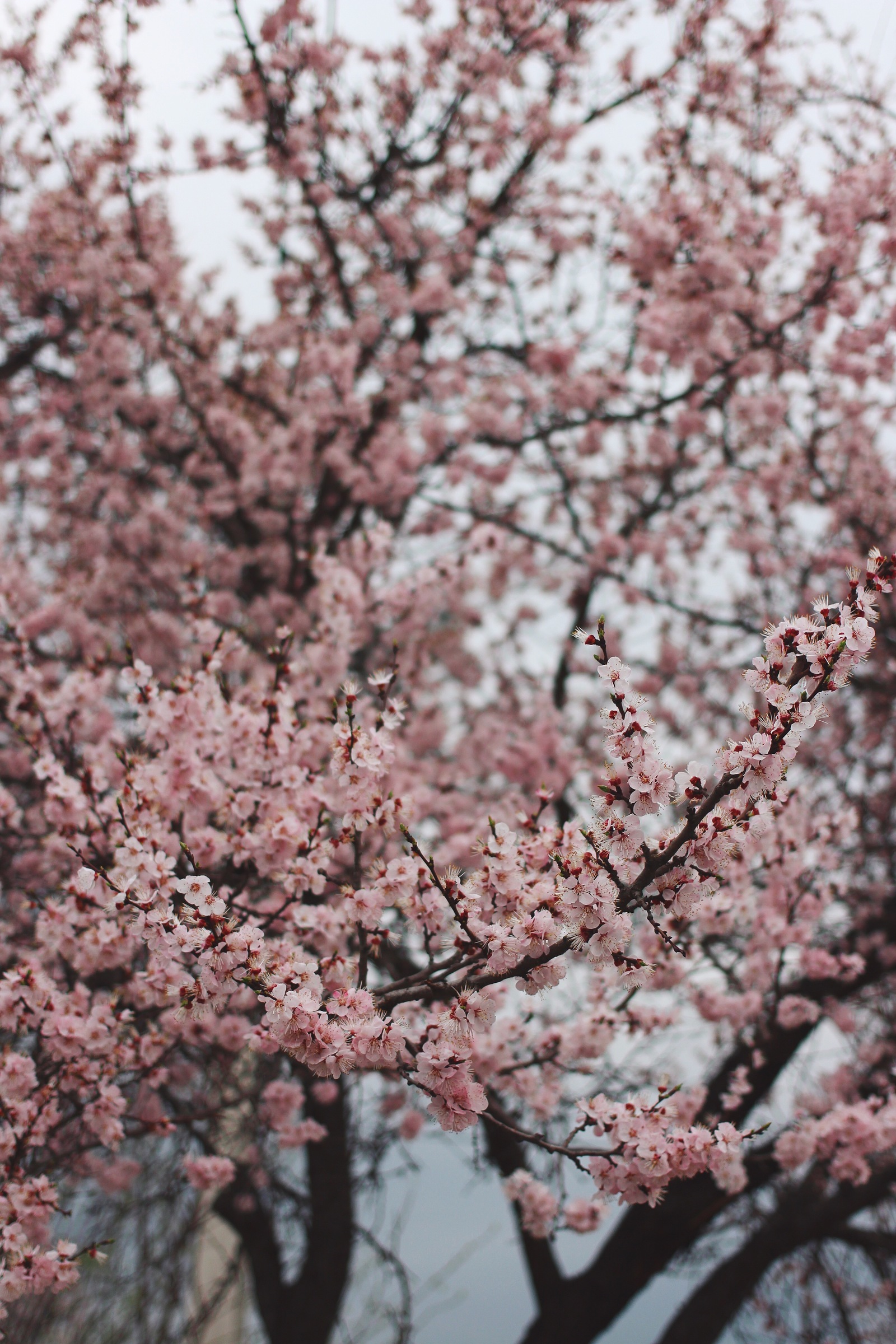 Has Spring already arrived in your city? - My, Macro, Nature, Flowers, Spring, The photo, Bloom, Longpost, Tree, beauty of nature, Macro photography