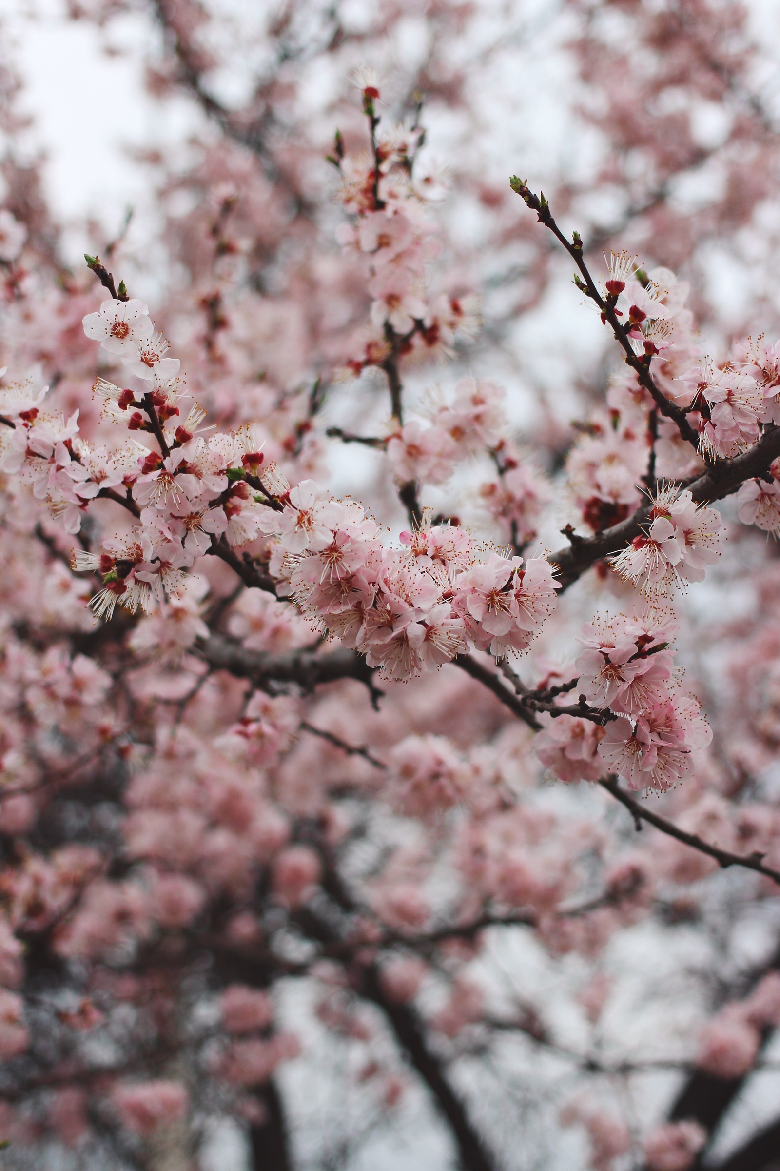 Has Spring already arrived in your city? - My, Macro, Nature, Flowers, Spring, The photo, Bloom, Longpost, Tree, beauty of nature, Macro photography