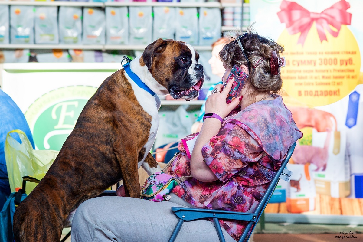 Another series of reportage pictures from dog shows that took place in the South of Russia in 2018, pleasant viewing))) - My, Dog, Dogs and people, Dog show, Animalistics, Longpost