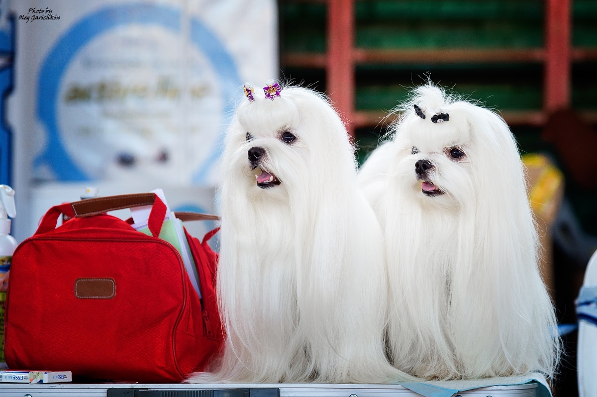 Another series of reportage pictures from dog shows that took place in the South of Russia in 2018, pleasant viewing))) - My, Dog, Dogs and people, Dog show, Animalistics, Longpost