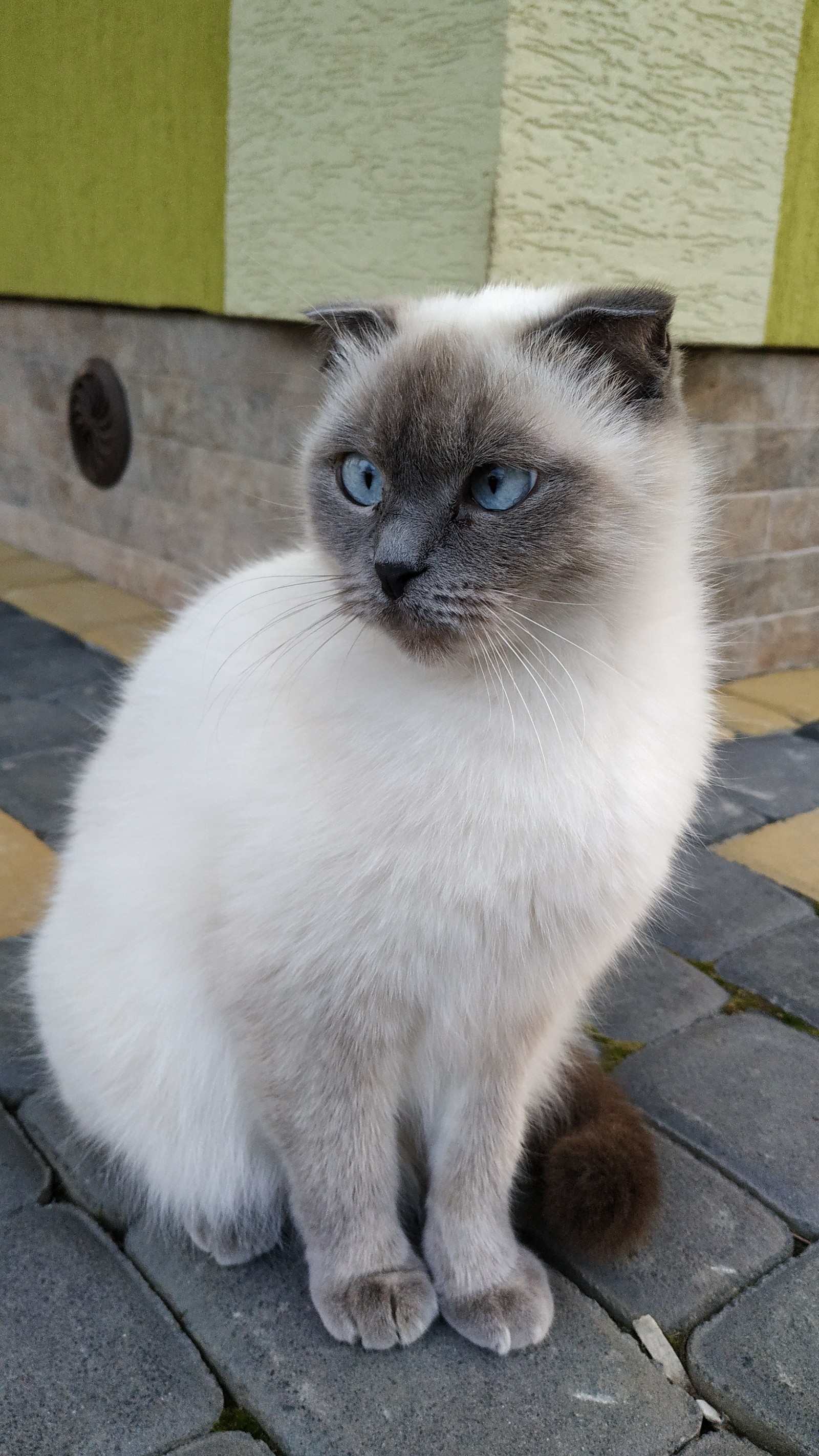 Scottish cat - My, Scottish lop-eared, cat, Colorpoint