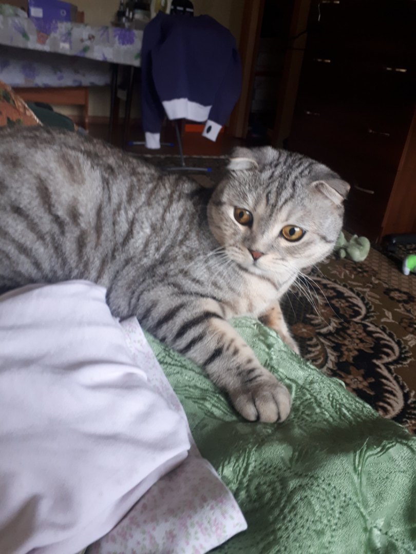 Котейка. | Пикабу