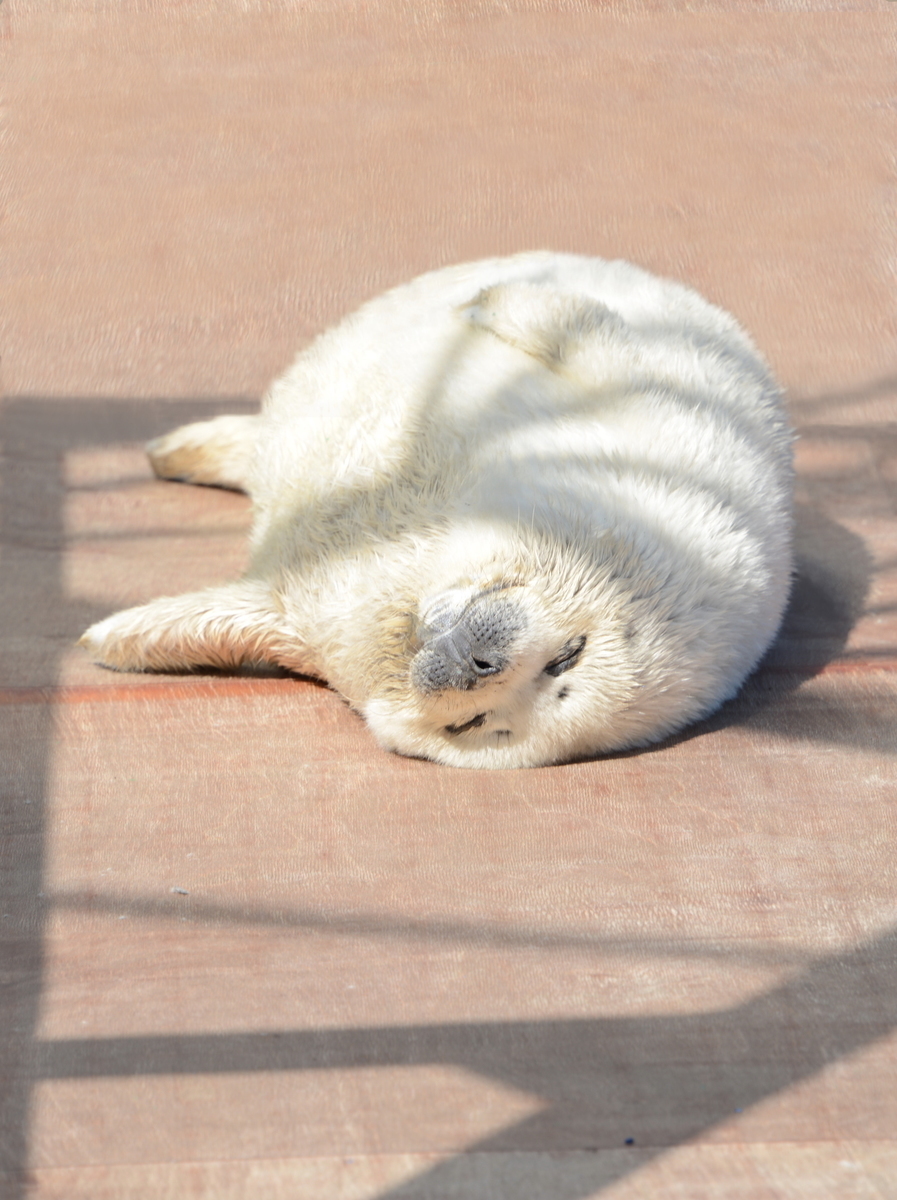For the first time in artificial conditions, a baby seal was born in the Primorsky Aquarium. - Larga, Vladivostok, Primorsky Oceanarium, Milota, Animals, Longpost, Oceanarium, Seal, Young