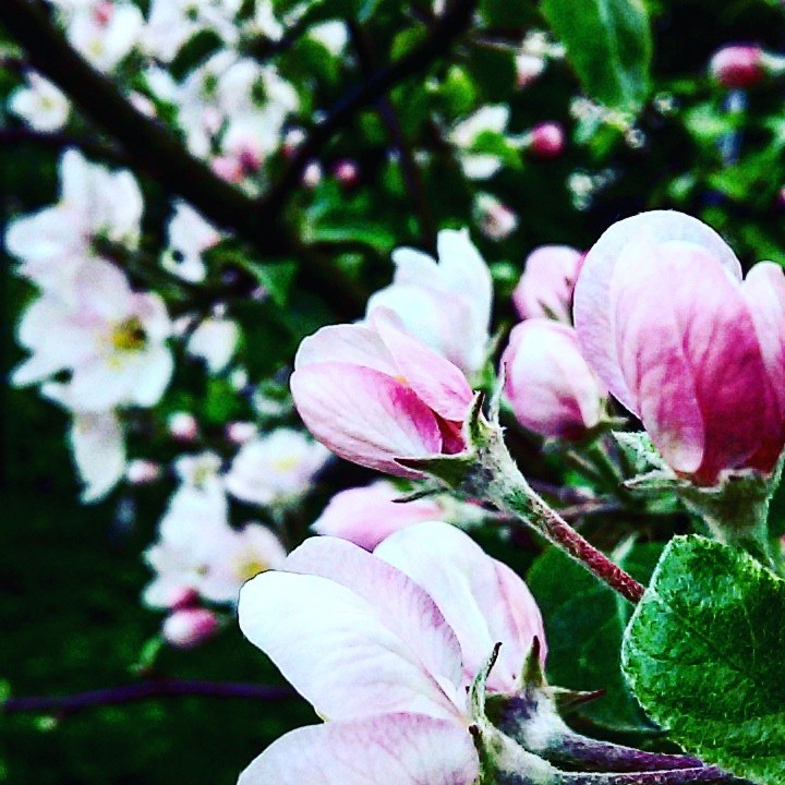 Spring last year. Blooming apple tree. - My, Spring, The photo, Apple tree