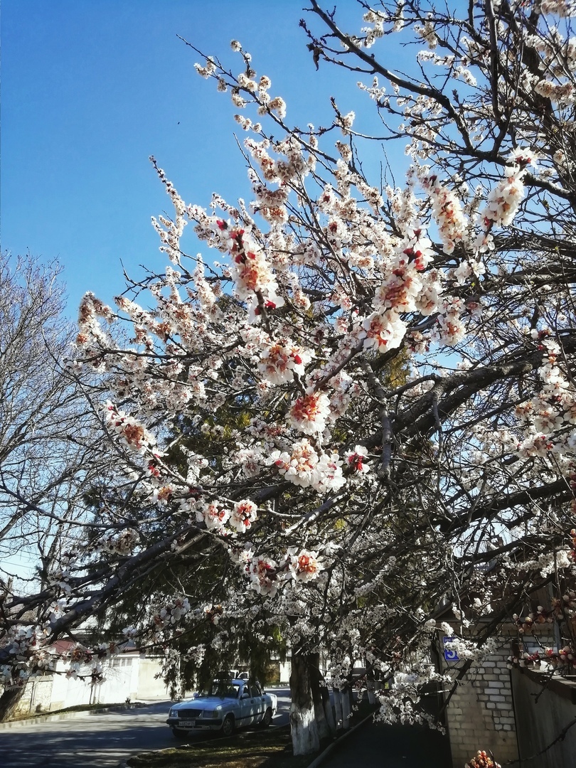 Весенний цвет - Моё, Фотография, Мобильная фотография, Весна, Цветы, Honor 9 lite, Длиннопост