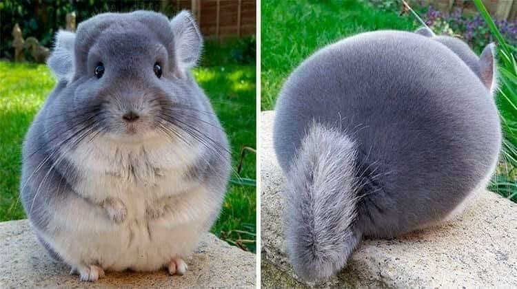 Sweet chinchilla. - Reddit, Chinchilla, Milota, Thick, Roundness, Thick