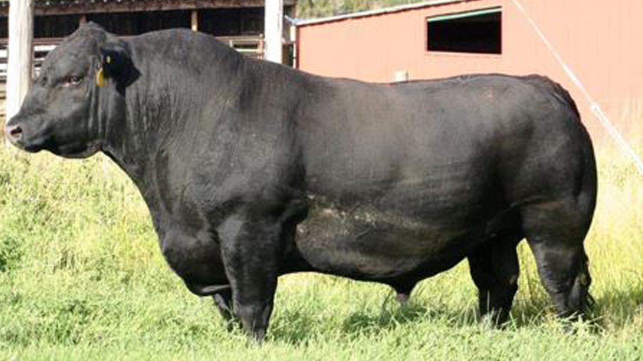 Gradations - Calf, Cow, Longpost, Pets