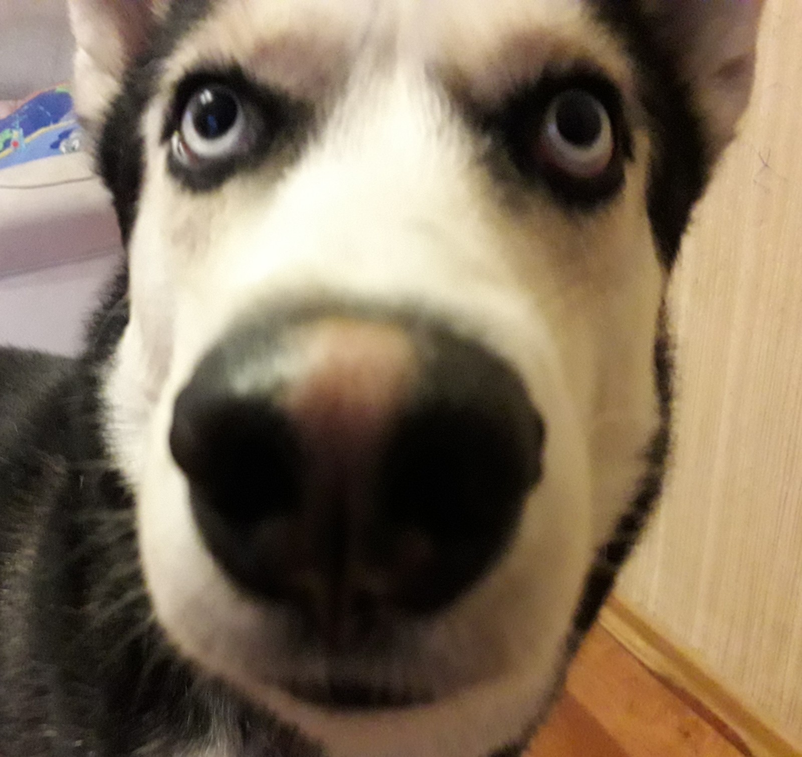 Husky posing) - My, Husky, Siberian Husky, Dog, Longpost