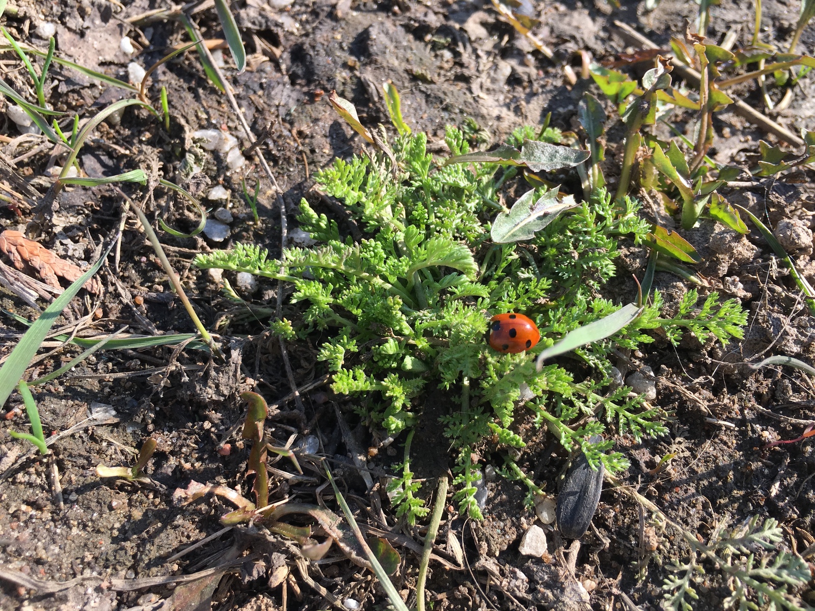 spring creature - My, Spring, ladybug, Awakening