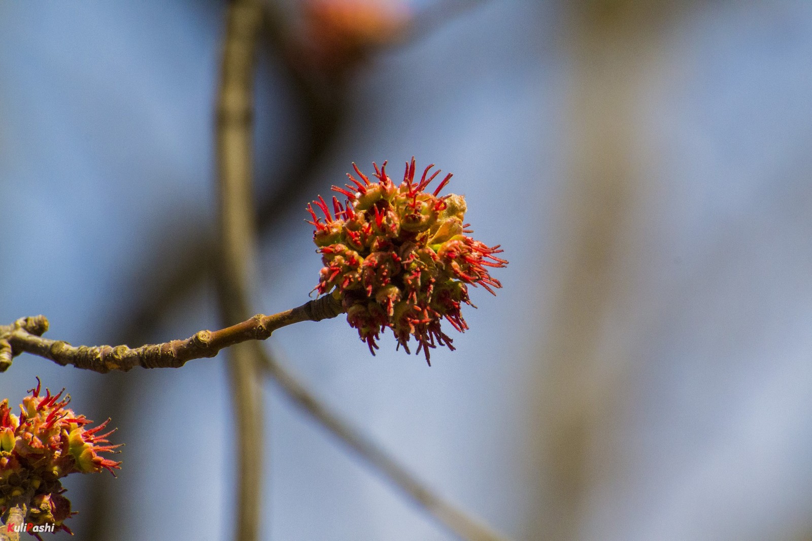 spring awakening - My, The photo, Spring, Nature, Flora, Awakening, Longpost