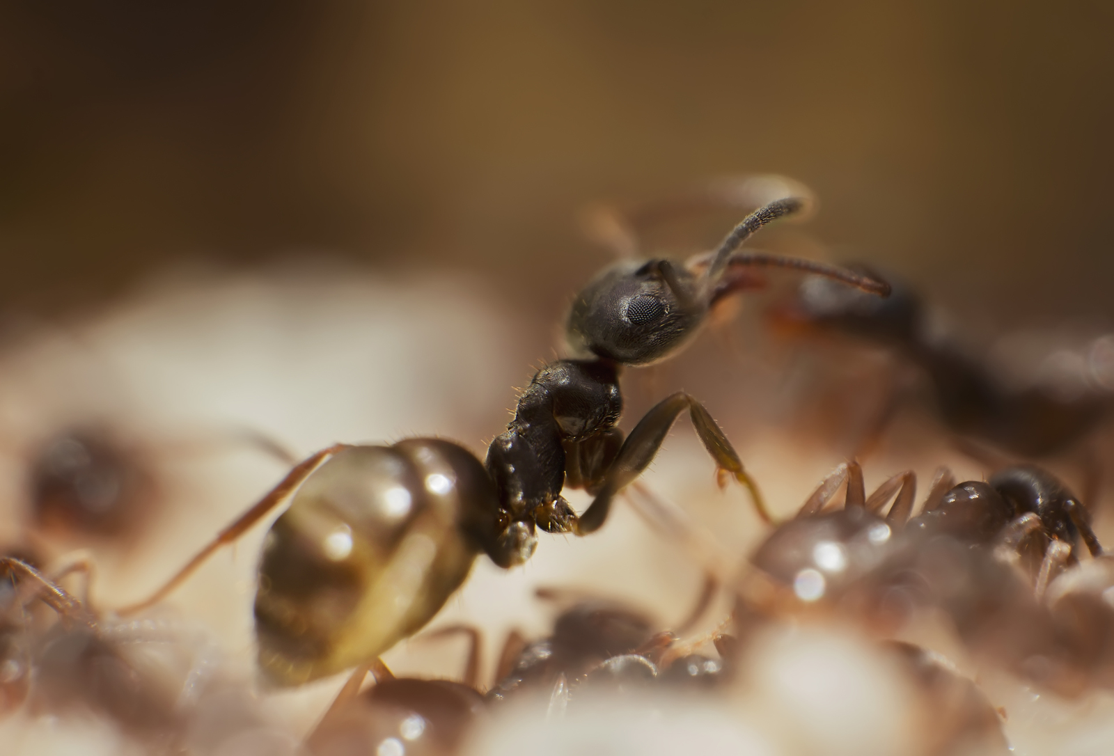 Макро фото рабочего муравья вида Lasius niger (черный садовый муравей) |  Пикабу