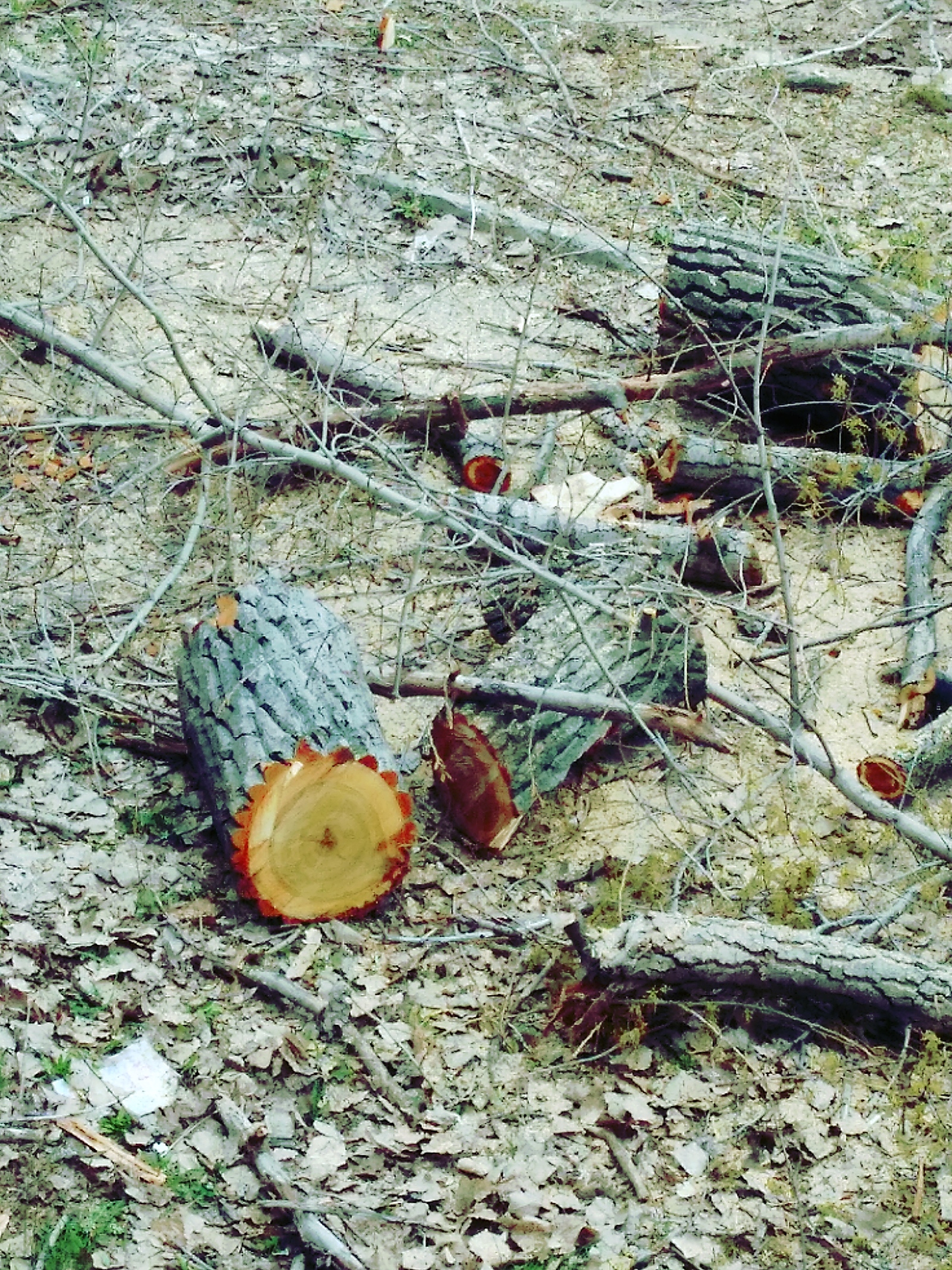 Barbaric sanitary pruning of century-old trees in Volgograd - My, Tree, Volgograd, Idiocy, Longpost