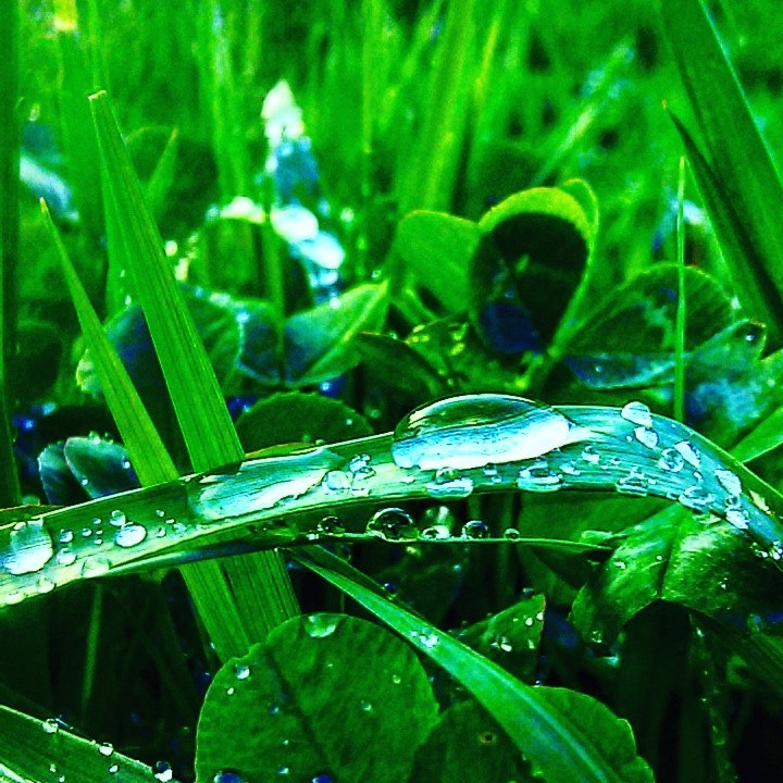 Water drops. - My, The photo, Rain, Grass