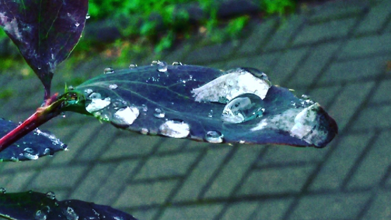 Water drops. - My, The photo, Rain, Grass