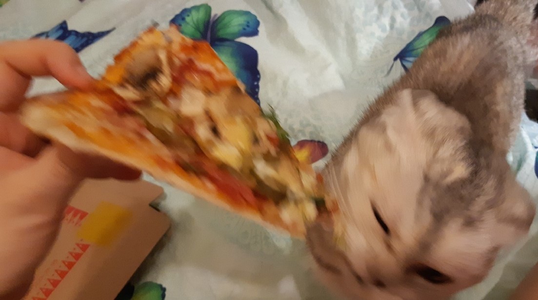 cat and pizza - My, cat, Scottish, Scottish lop-eared, Pizza, Longpost