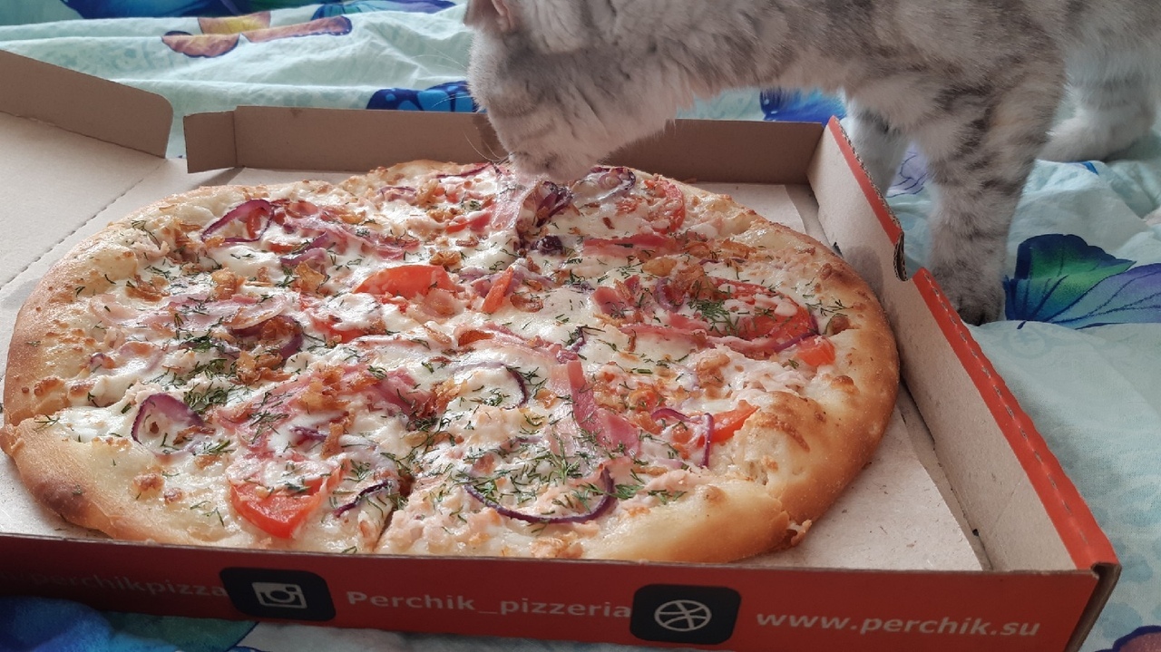 cat and pizza - My, cat, Scottish, Scottish lop-eared, Pizza, Longpost