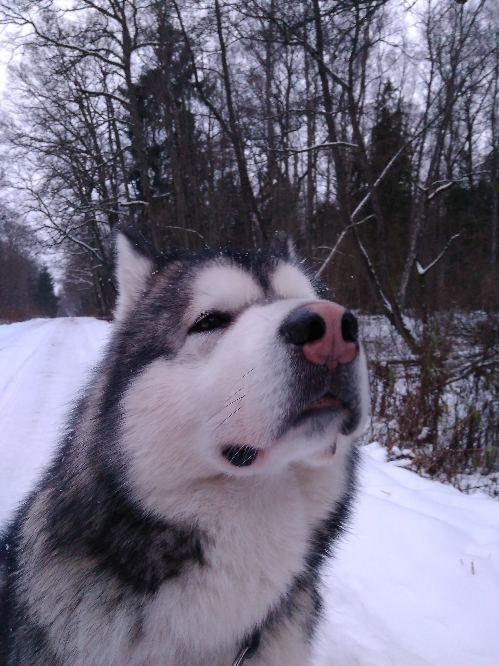 Ragnarkin everyday life - My, Dog, Alaskan Malamute, Longpost