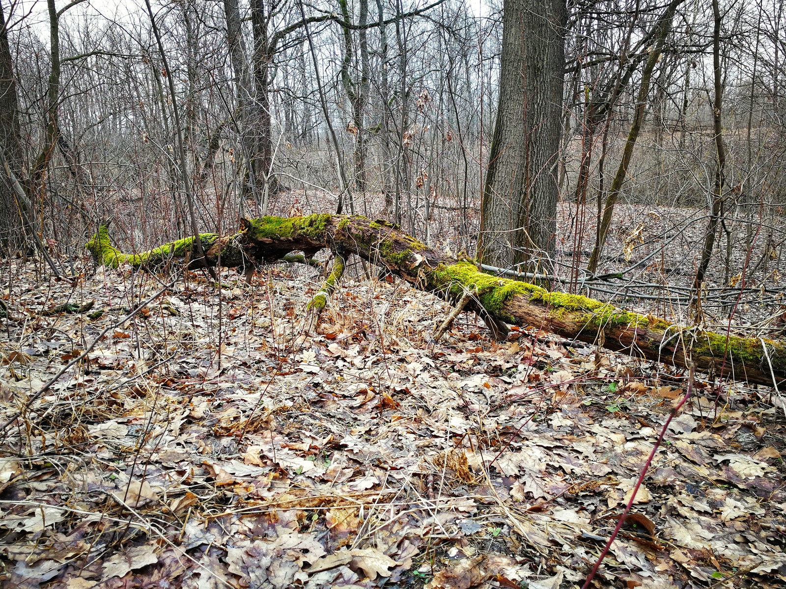 spring autumn - My, Mobile photography, The photo, Nature, Huawei mate 9, Longpost, Dzerzhinsk