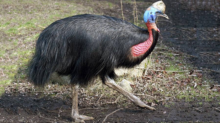 Deadly birds. - Cassowary, USA, news, Birds, Accident