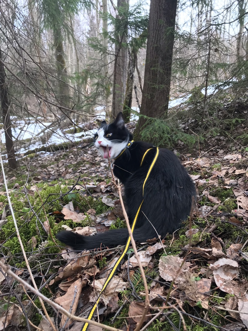 Kiss - My, cat, Forest, Nature, Spring, Longpost