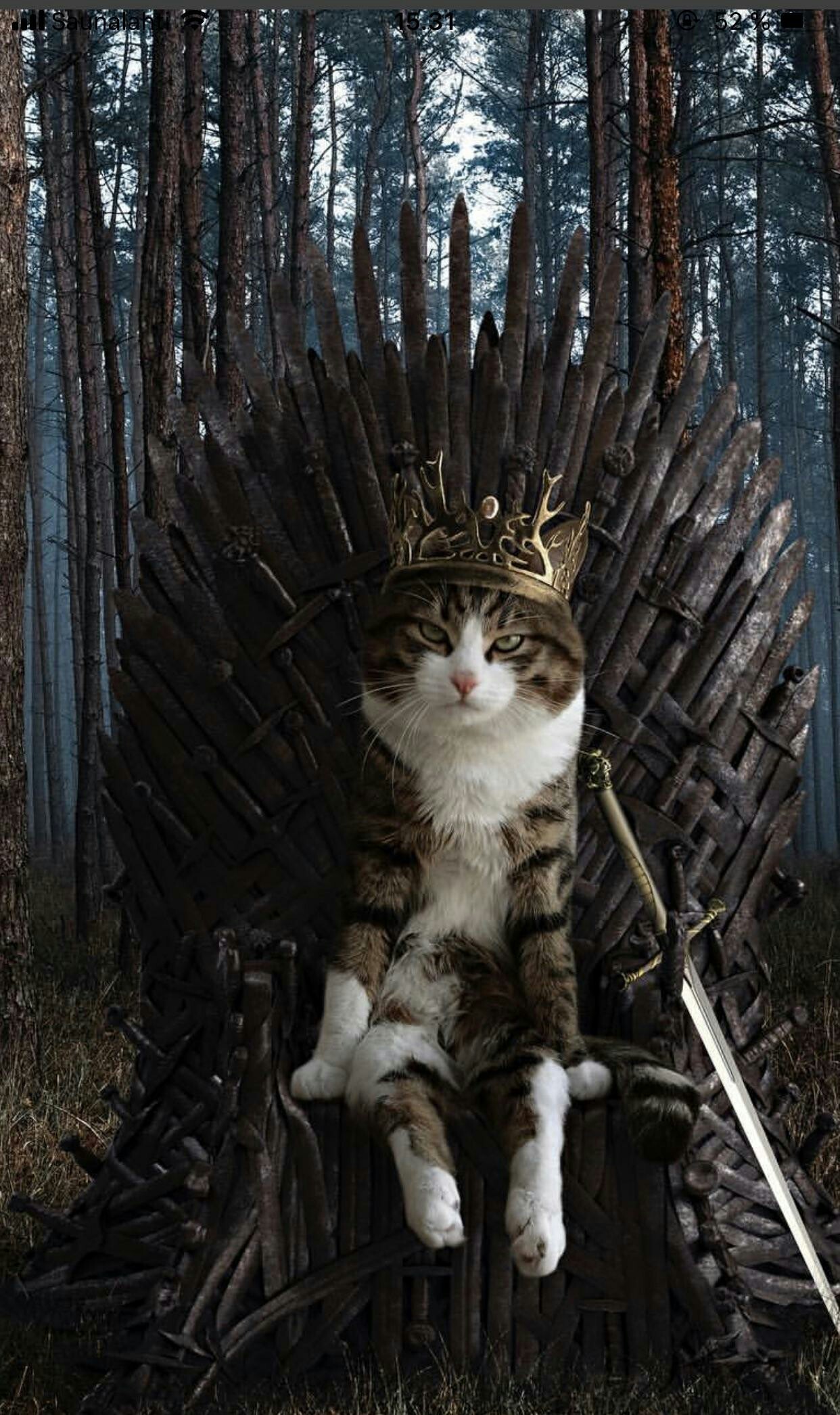 Kote of Thrones =0•0= - Reddit, Game of Thrones, cat