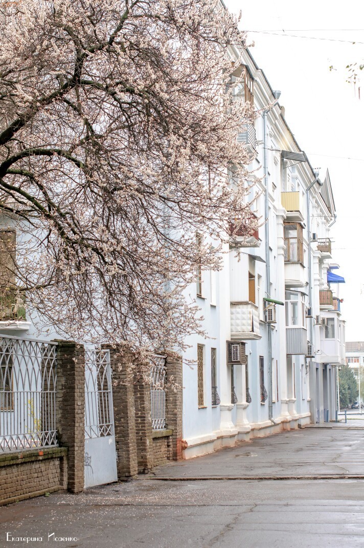 apricot color - Apricot, Bloom, Kramatorsk, Longpost