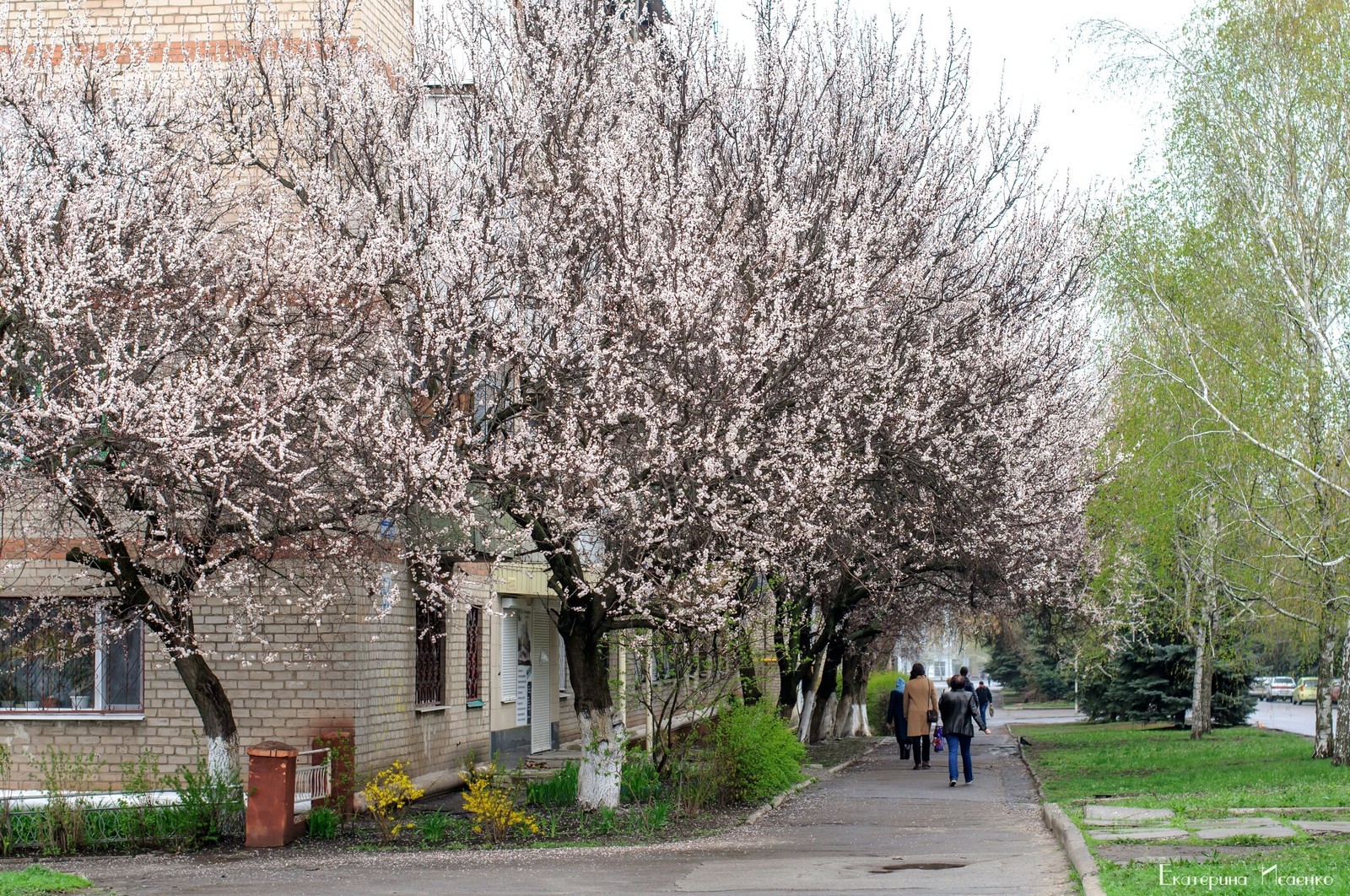 apricot color - Apricot, Bloom, Kramatorsk, Longpost