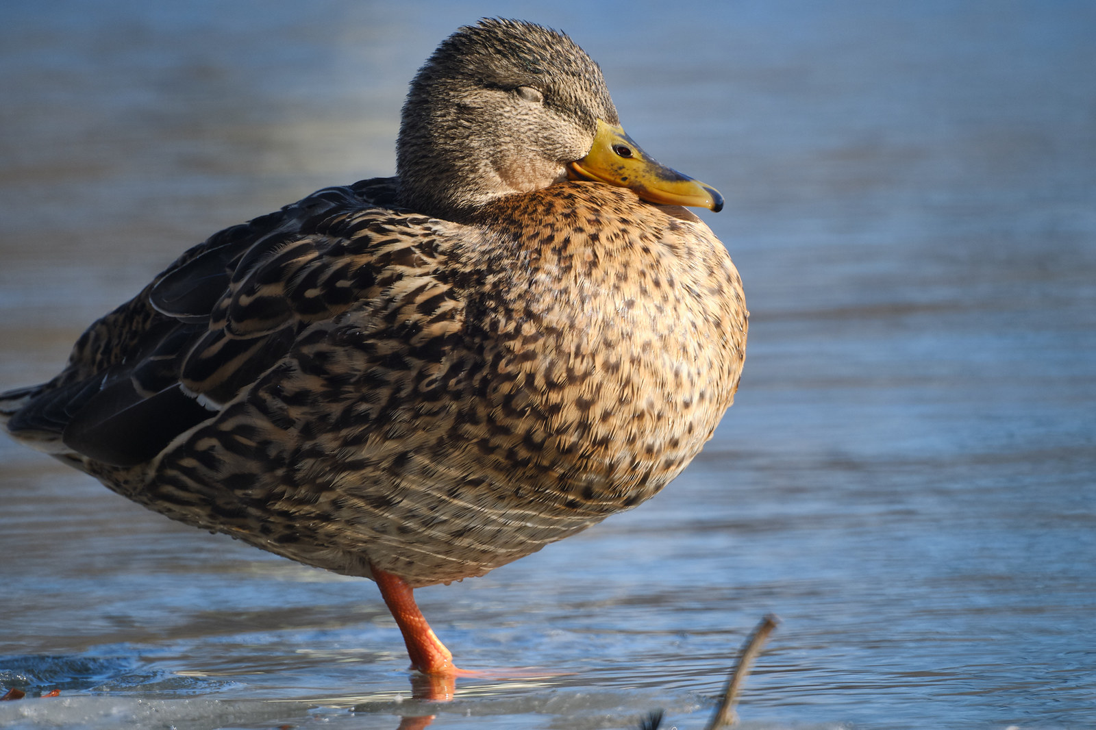 Ducks - My, Duck, The photo, The park, Zm-5sa, Longpost